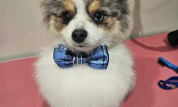 Pomeranian