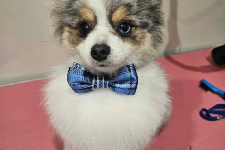 Pomeranian
