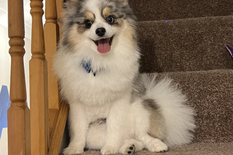 Pomeranian