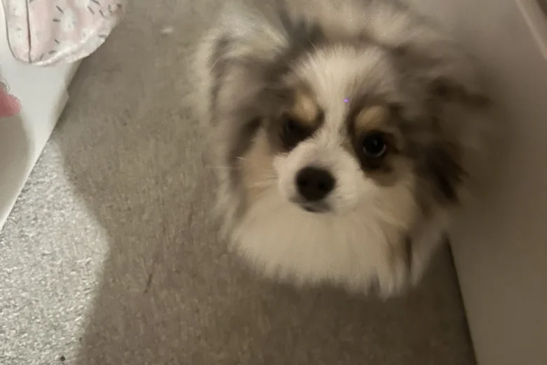 Pomeranian