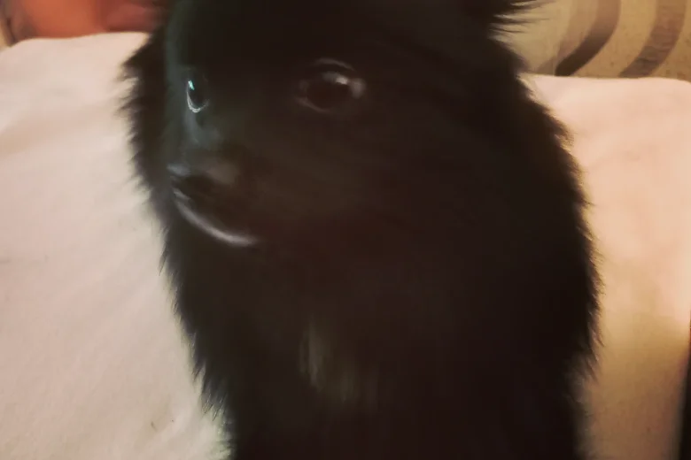 Pomeranian