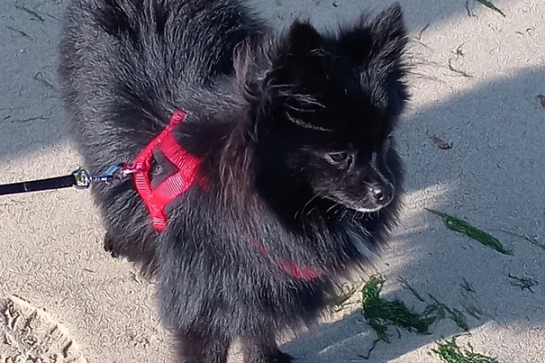 Pomeranian