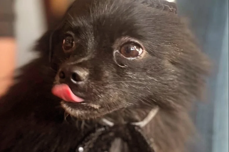 Pomeranian