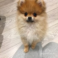 Pomeranian - Both