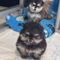 Pomsky - Both