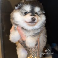 Pomsky - Both