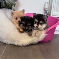 Pomsky - Both