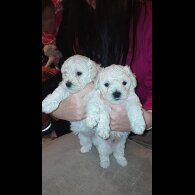 Poochon - Both