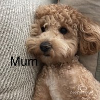 Poochon - Both