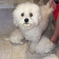 Poochon - Both