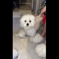 Poochon - Both