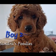 Poodle - Both