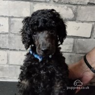 Poodle - Both