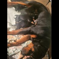 Rottweiler - Both