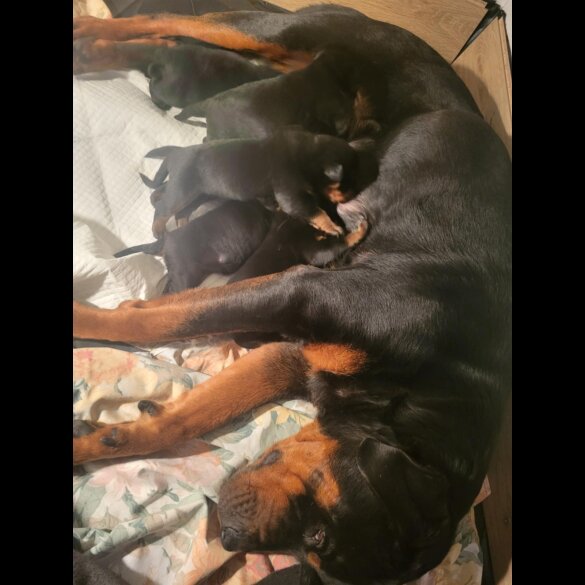 Rottweiler - Both