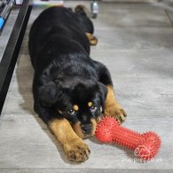 Rottweiler - Both