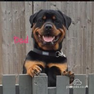 Rottweiler - Both