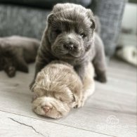 Shar Pei - Both