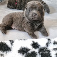 Shar Pei - Both