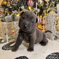 Shar Pei - Both