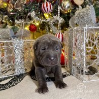 Shar Pei - Both