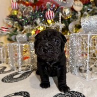 Shar Pei - Both