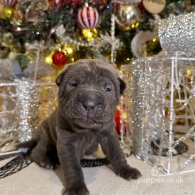 Shar Pei - Both