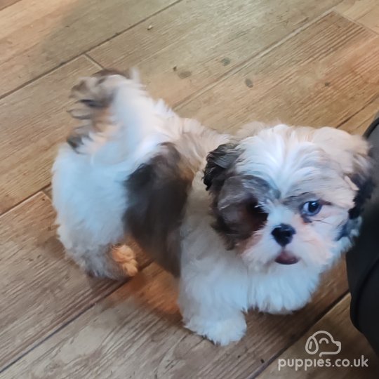 Shih Tzu - Dogs