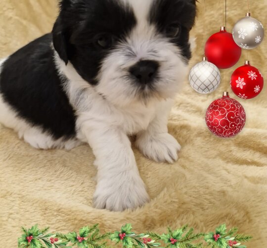 Shih Tzu