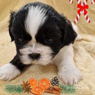 Shih Tzu - Both