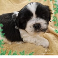 Shih Tzu - Both