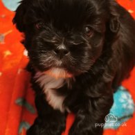 Shih Tzu - Both