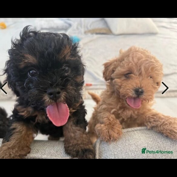 Shihpoo - Both