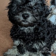 Shihpoo - Both