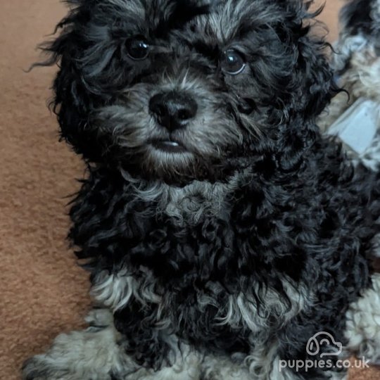 Shihpoo - Both