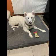 Siberian Husky - Both