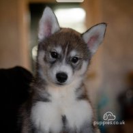 Siberian Husky - Both