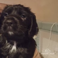 Sprocker Spaniel - Both