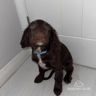 Sprocker Spaniel - Dogs