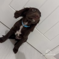 Sprocker Spaniel - Dogs