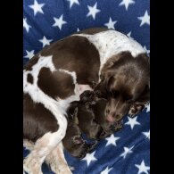 Sprocker Spaniel - Dogs