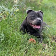 Staffordshire Bull Terrier - Both