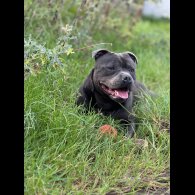 Staffordshire Bull Terrier - Both