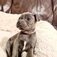 Staffordshire Bull Terrier - Both