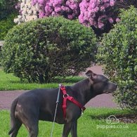 Staffordshire Bull Terrier - Both