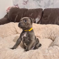 Staffordshire Bull Terrier - Both