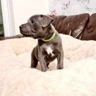 Staffordshire Bull Terrier - Both