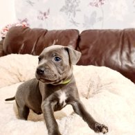 Staffordshire Bull Terrier - Both