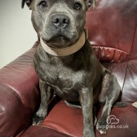 Staffordshire Bull Terrier - Both