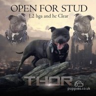 Staffordshire Bull Terrier - Both